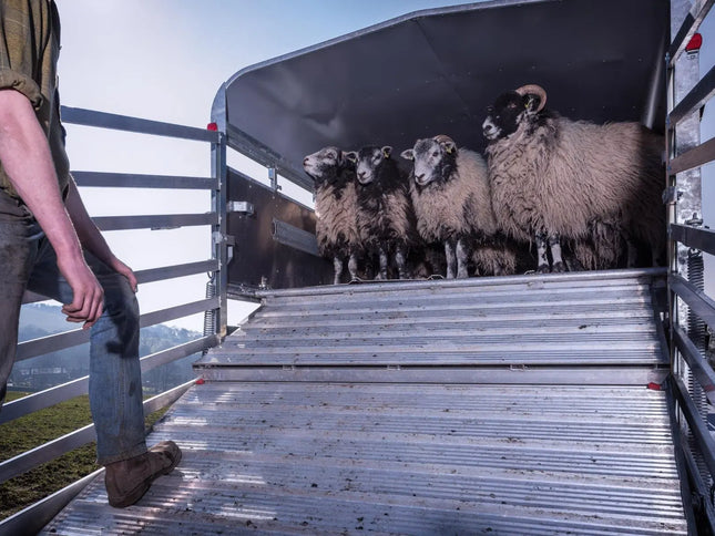 Indespension Triple Axle 14' x 6' x 6'H Livestock Trailer